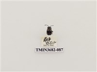 藏品(鞘翅目(2))的圖片